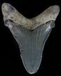 Serrated, Angustidens Tooth - Megalodon Ancestor #61694-1